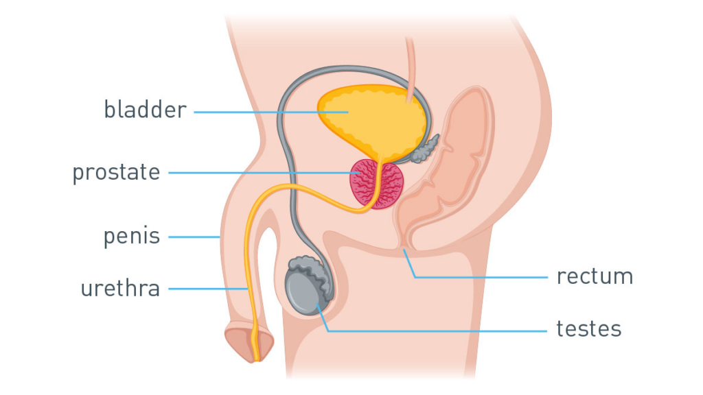 prostate massagers